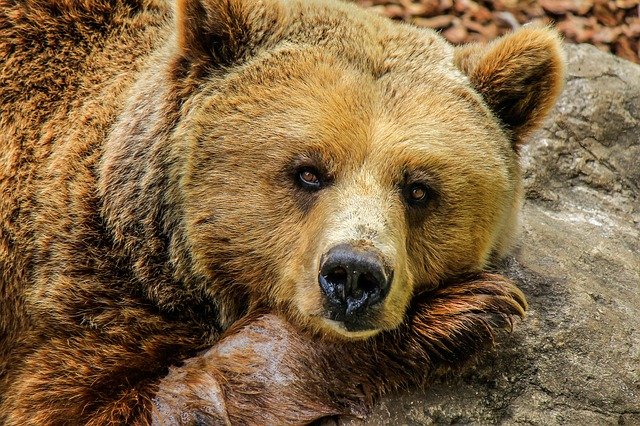 Czy wiedzieliście, że Bieszczady są domem dla niedźwiedzia brunatnego?