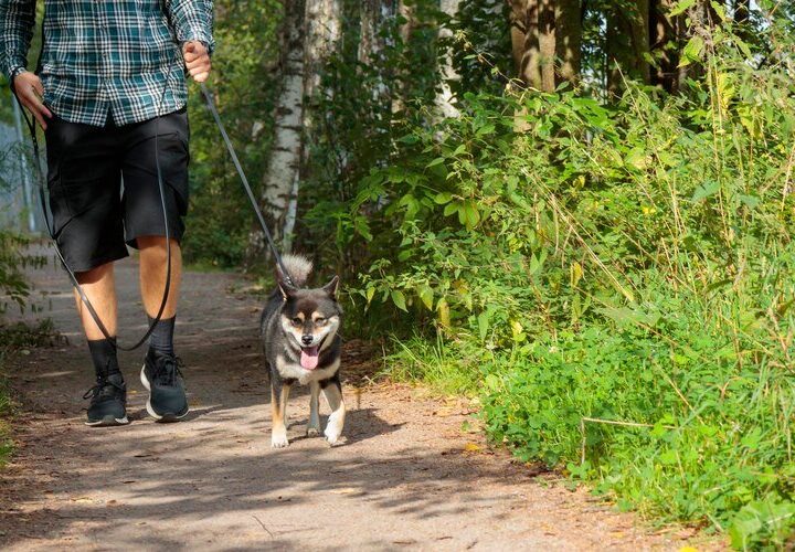 Weekend z psem na Dolnym Śląsku: Najlepsze miejsca na wycieczki i odpoczynek