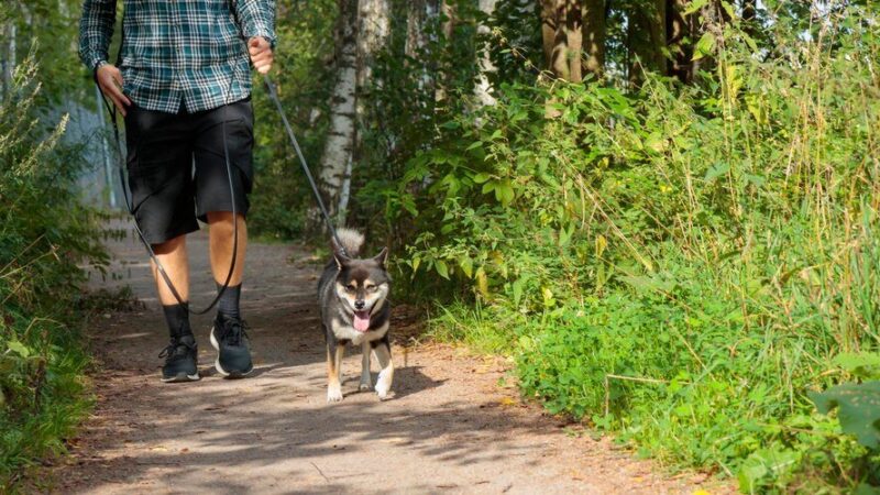Weekend z psem na Dolnym Śląsku: Najlepsze miejsca na wycieczki i odpoczynek