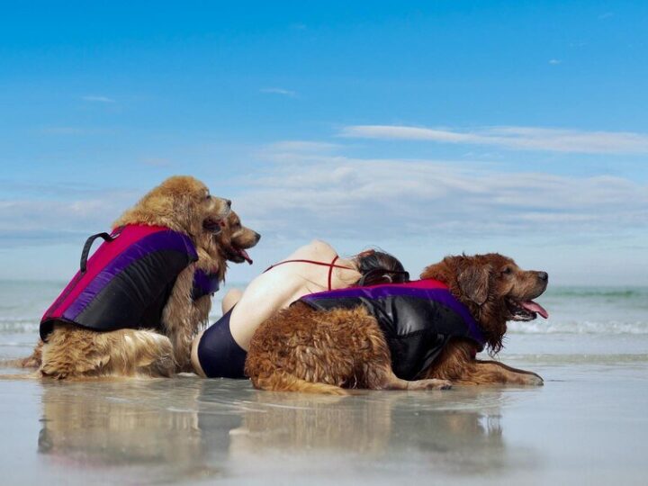 Wakacje z psem nad morzem: najlepsze plaże przyjazne dla pupila