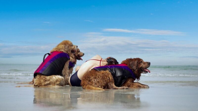 Wakacje z psem nad morzem: najlepsze plaże przyjazne dla pupila